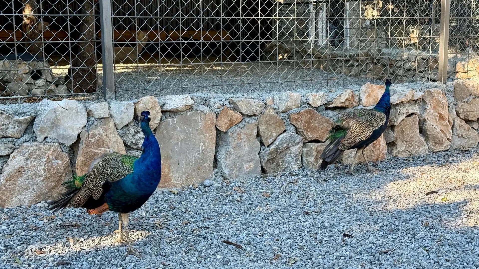 Peacocks at the ranch