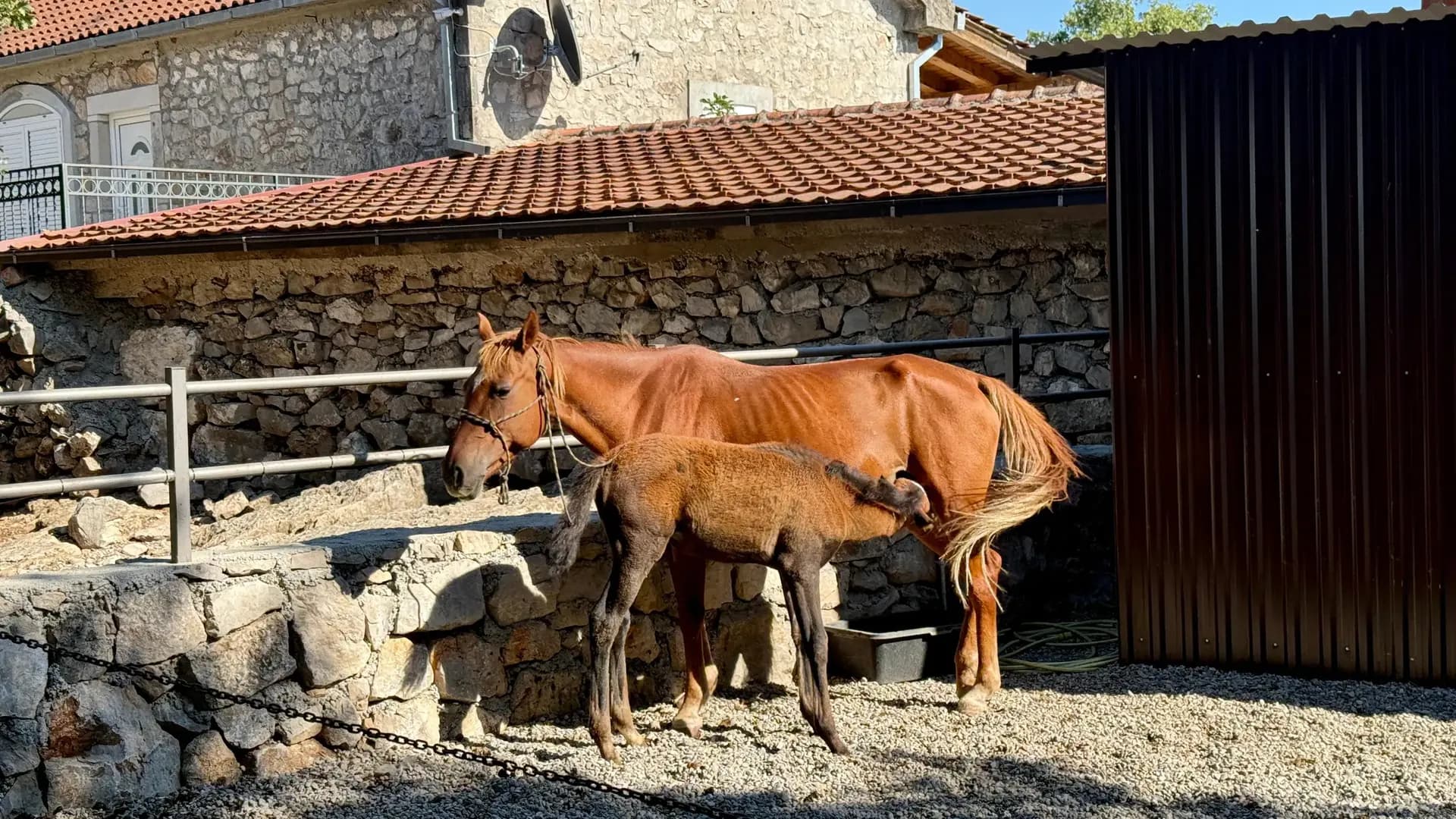 Mare and foal at the K9 Horse Riding ranch