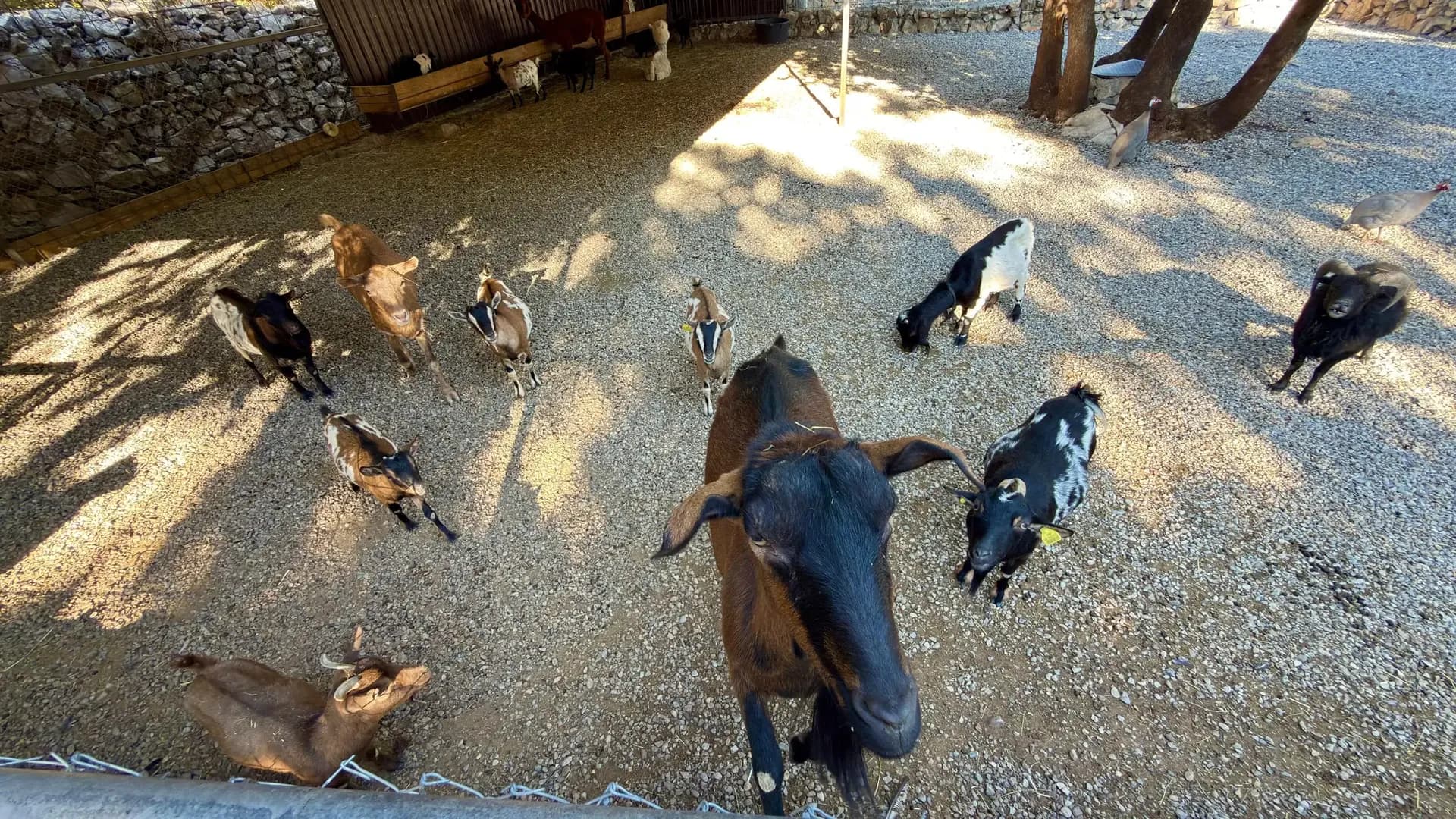Goats and kids at the ranch