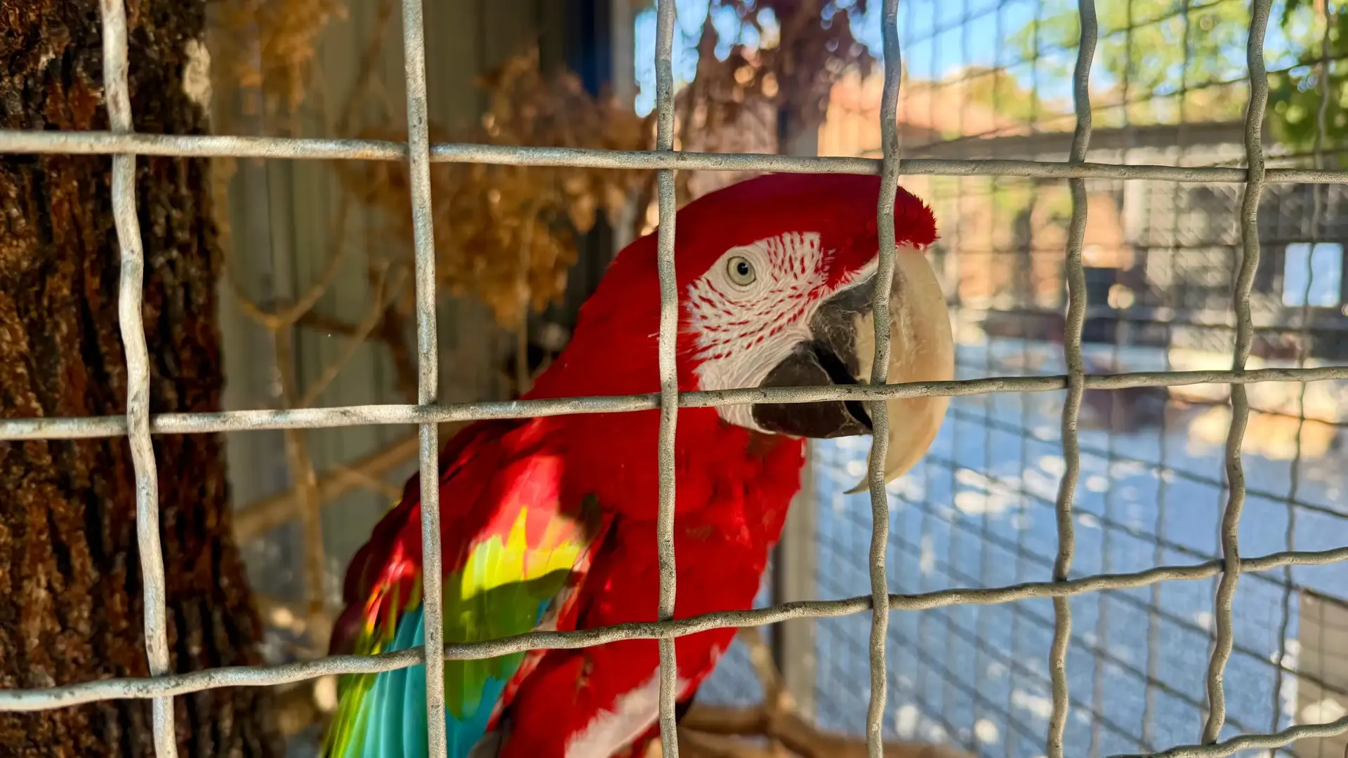 Scarlet macaw at the wildlife park
