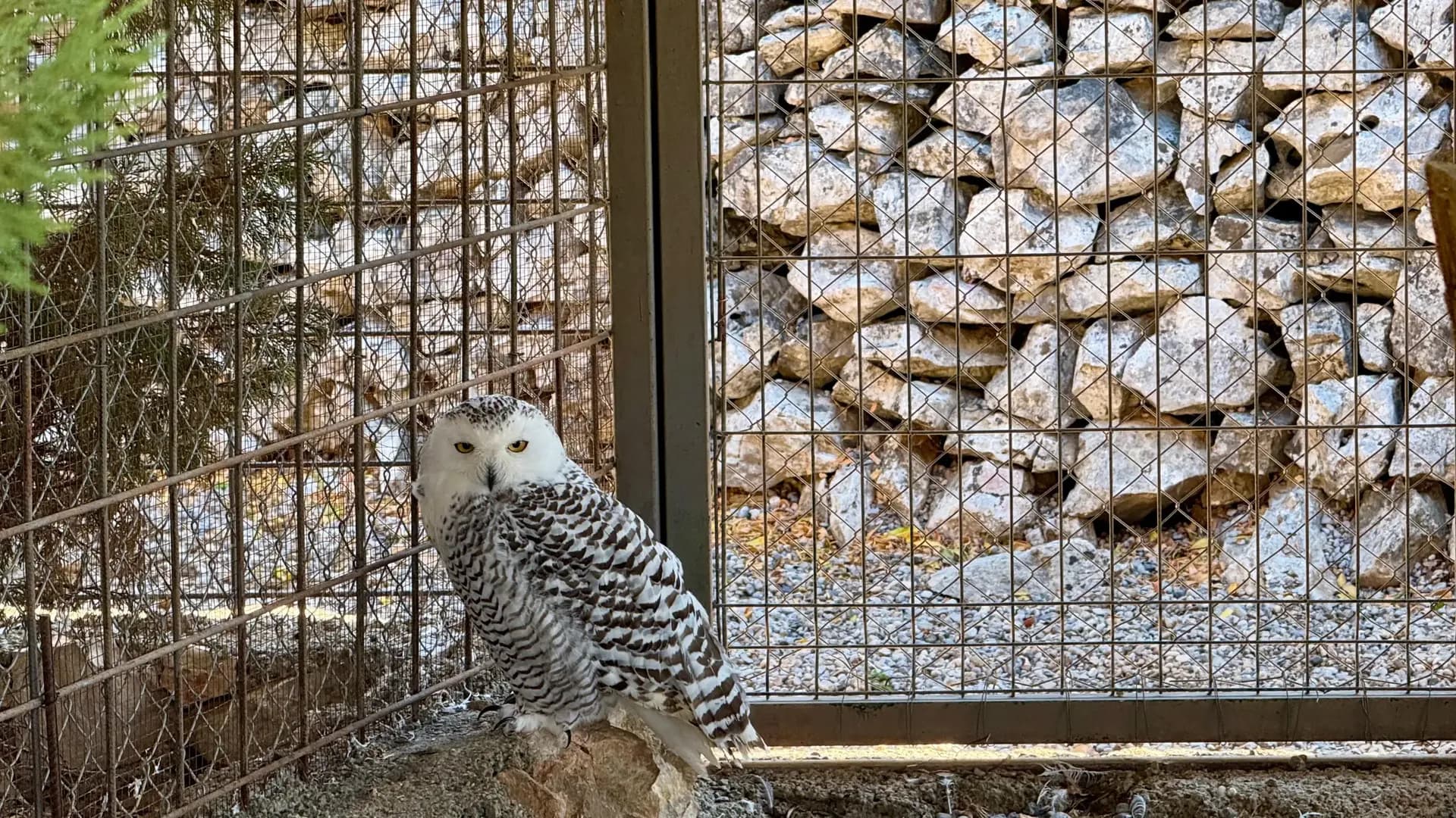 Snowy owl at the wildlife park