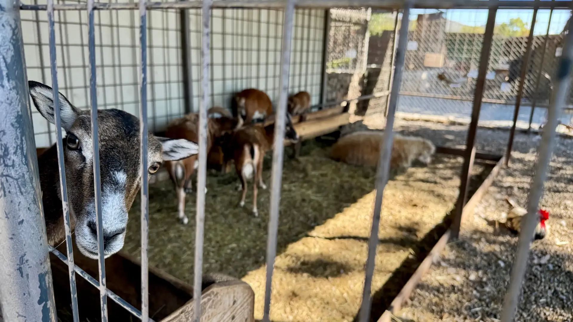 Donkey and animals in the stable