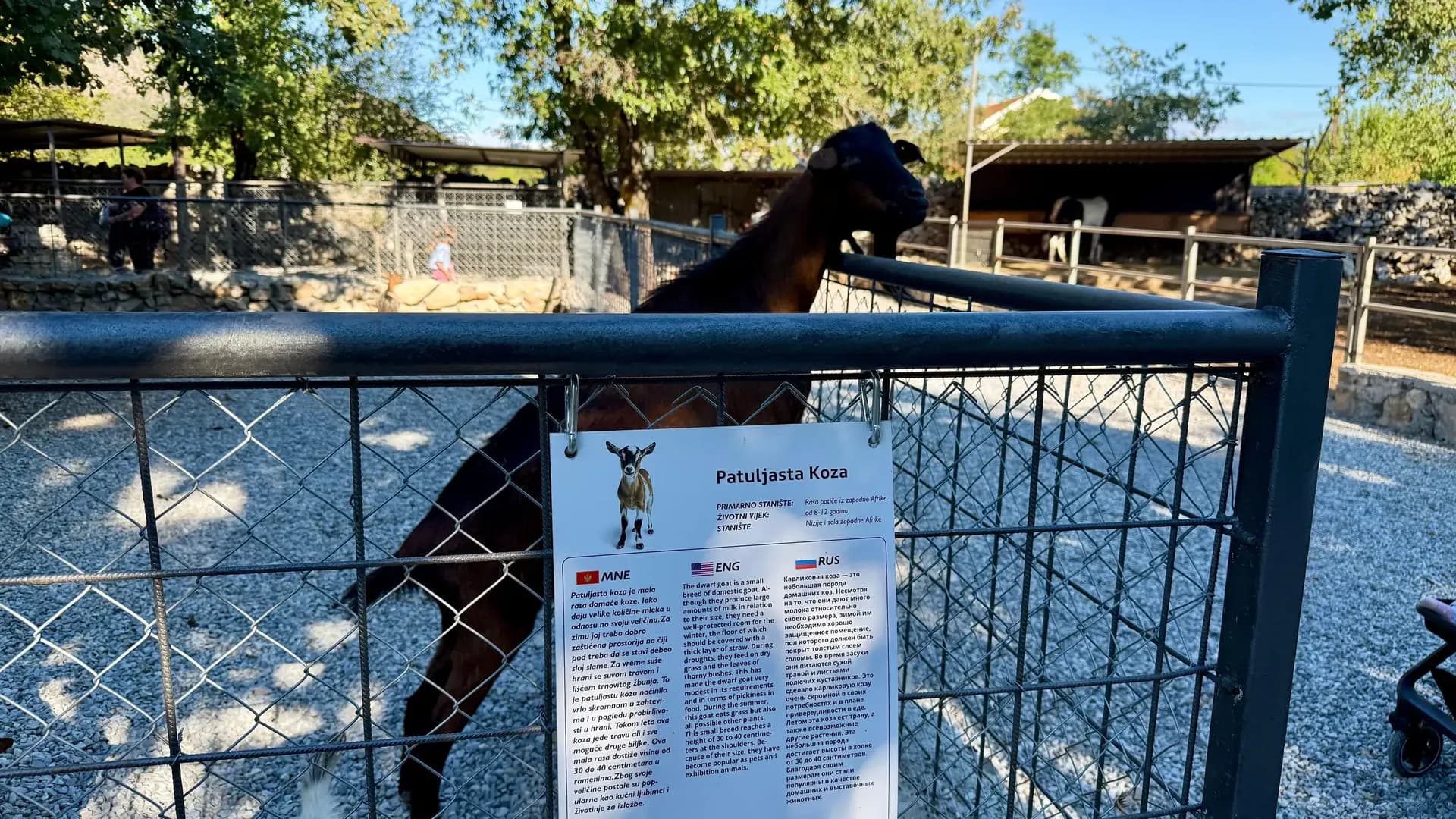 Goat by the fence at the wildlife park