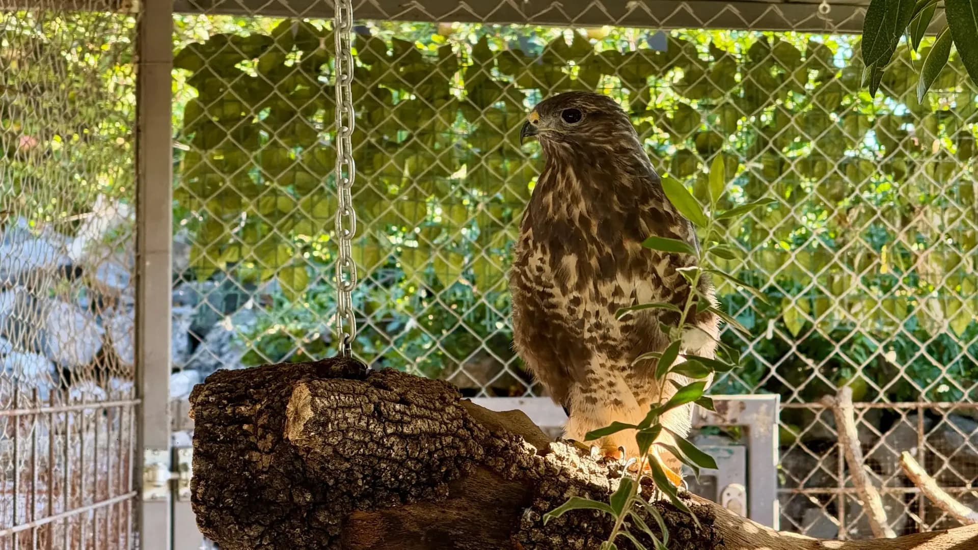 Rescued buzzard at the sanctuary