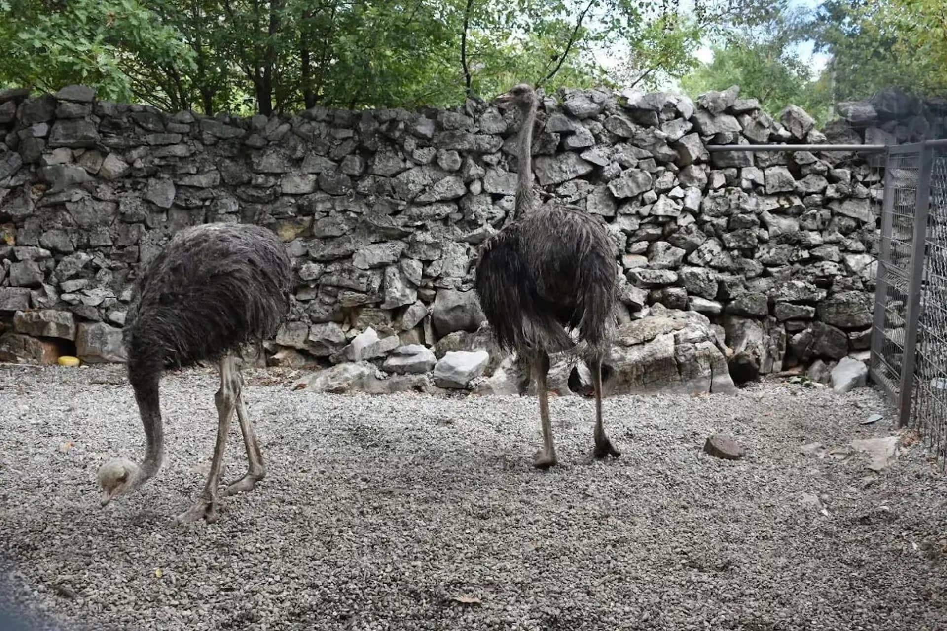 Ostriches at the wildlife park