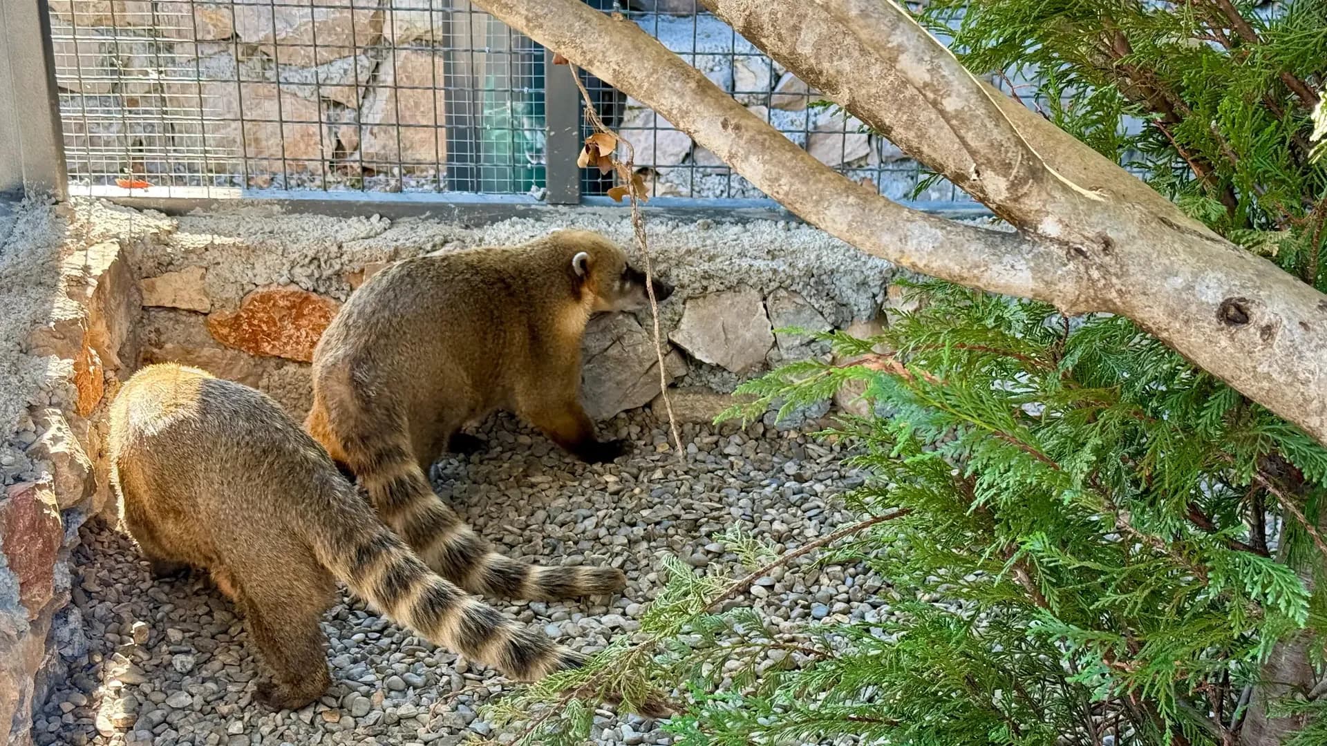 Coatis at the mini zoo