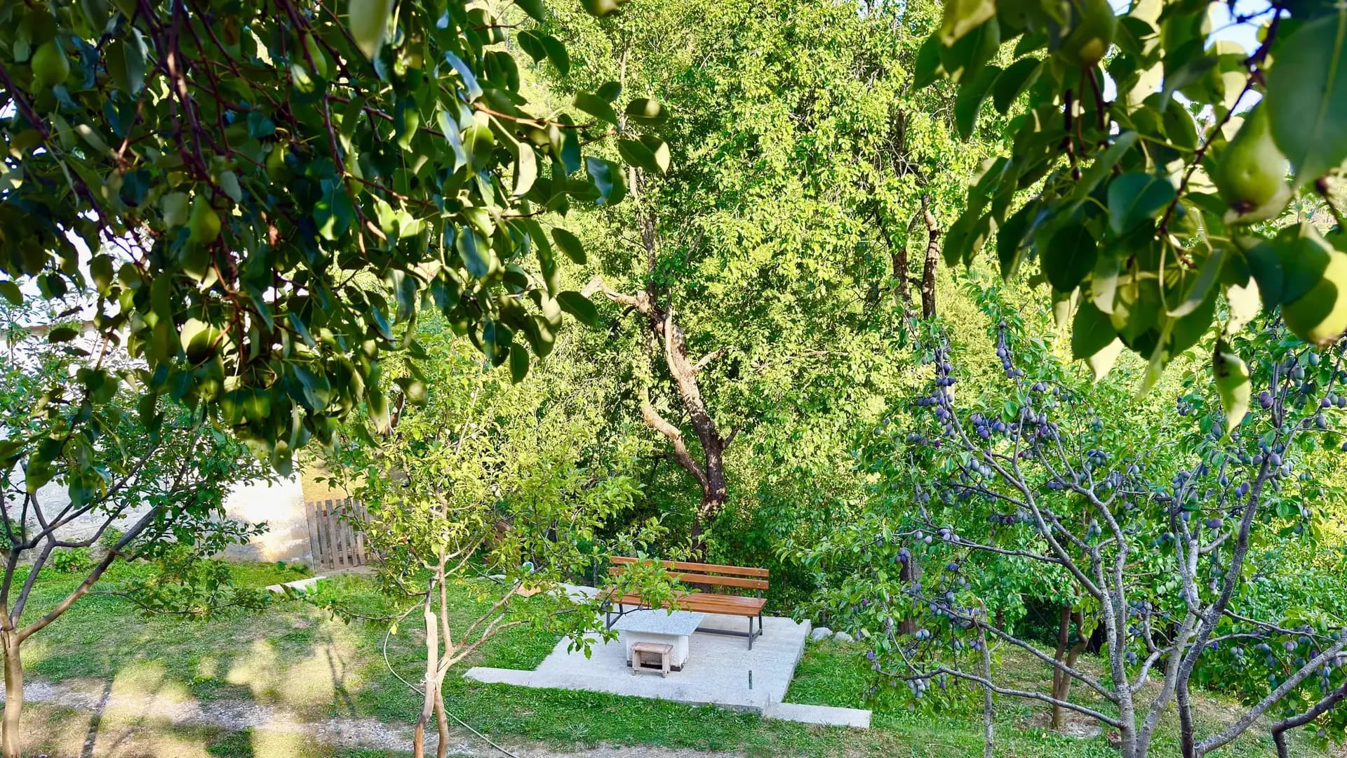 Village garden with fruit trees and a picnic table