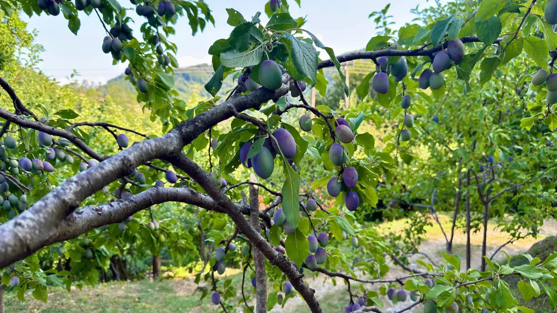 Ripe plums in a Liješnje orchard