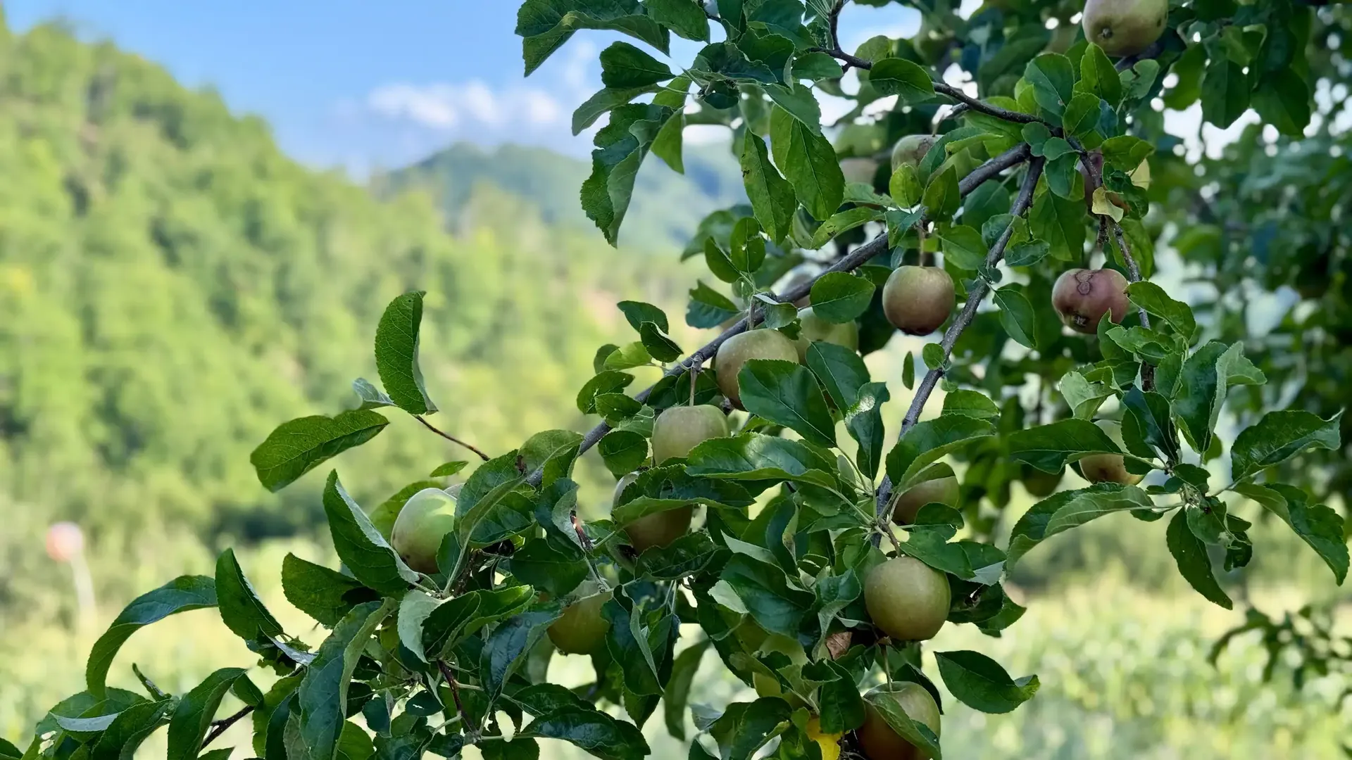 Apples ripening on the tree