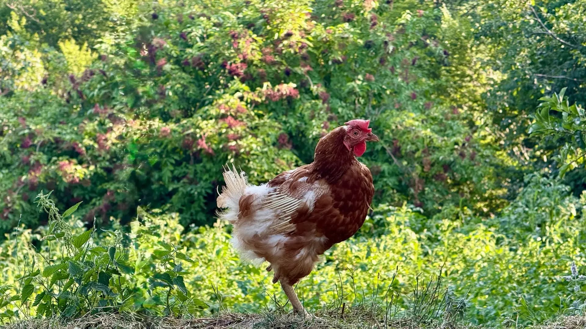 Free-range hen in the village
